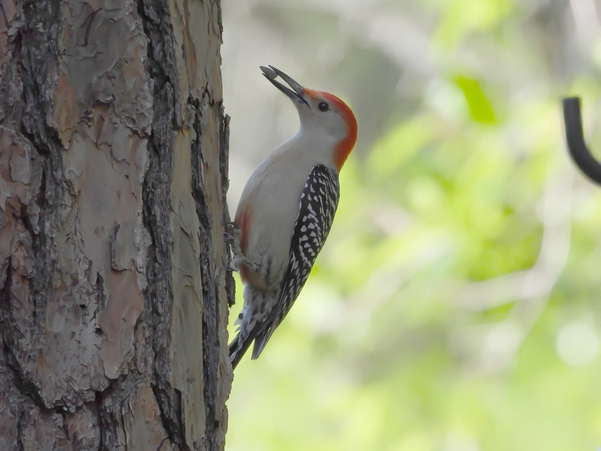 Red-bellied Woodpecker - Roy Cochrun