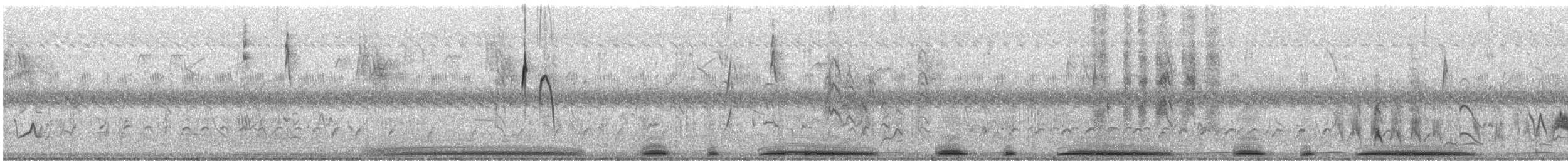 Pigeon tigré - ML618961991