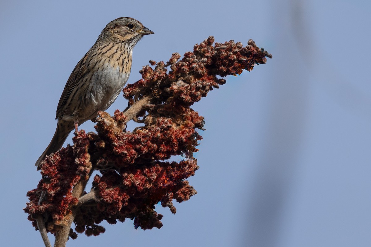 Lincoln's Sparrow - Jacques Jobin