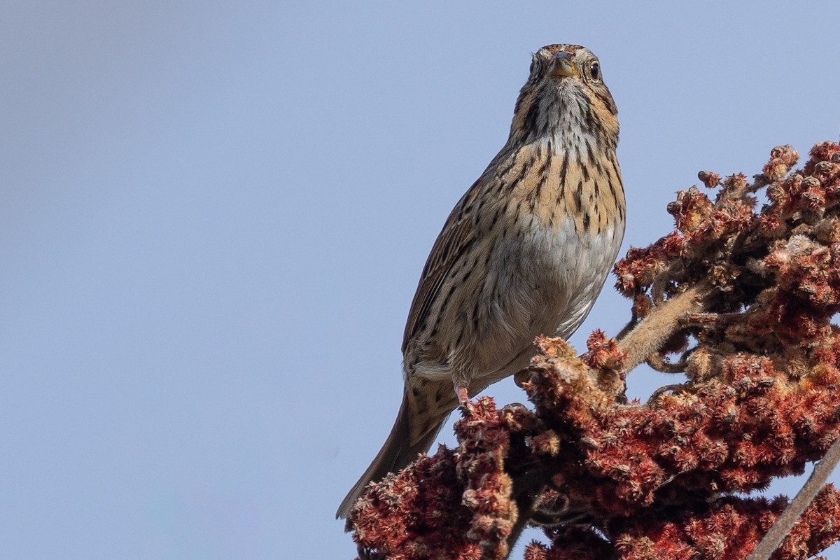 Lincoln's Sparrow - ML618962014