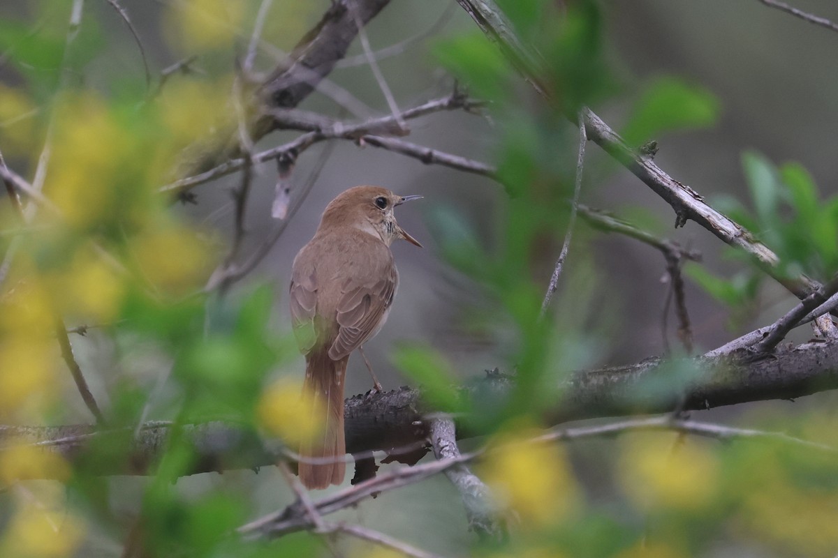 Common Nightingale (golzii) - ML618962020