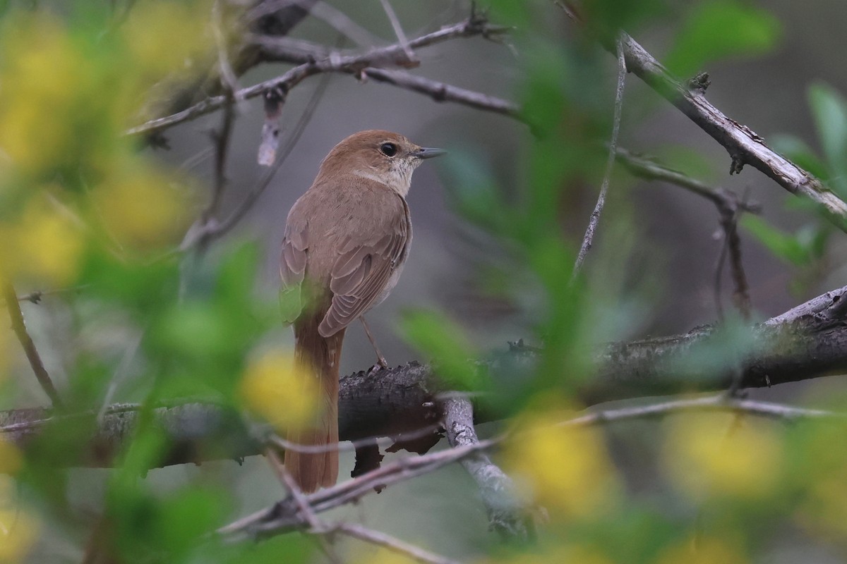 Common Nightingale (golzii) - ML618962021