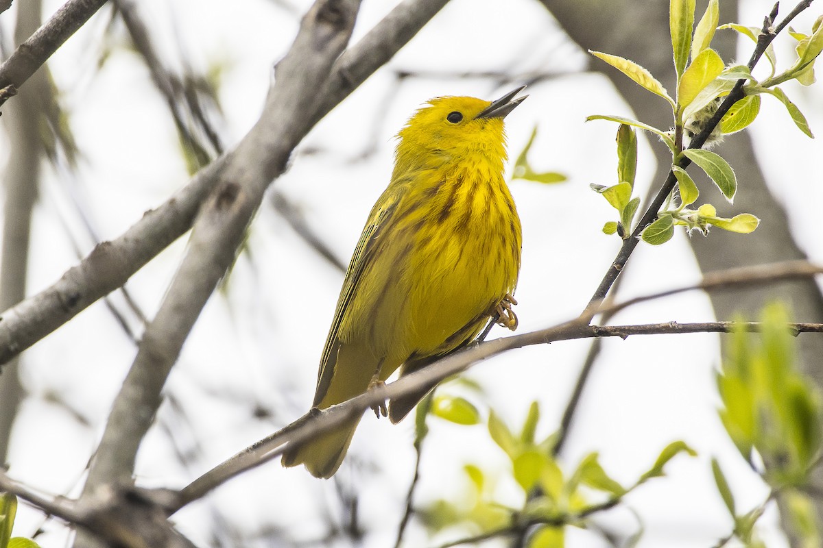 Yellow Warbler - Barry Lyons