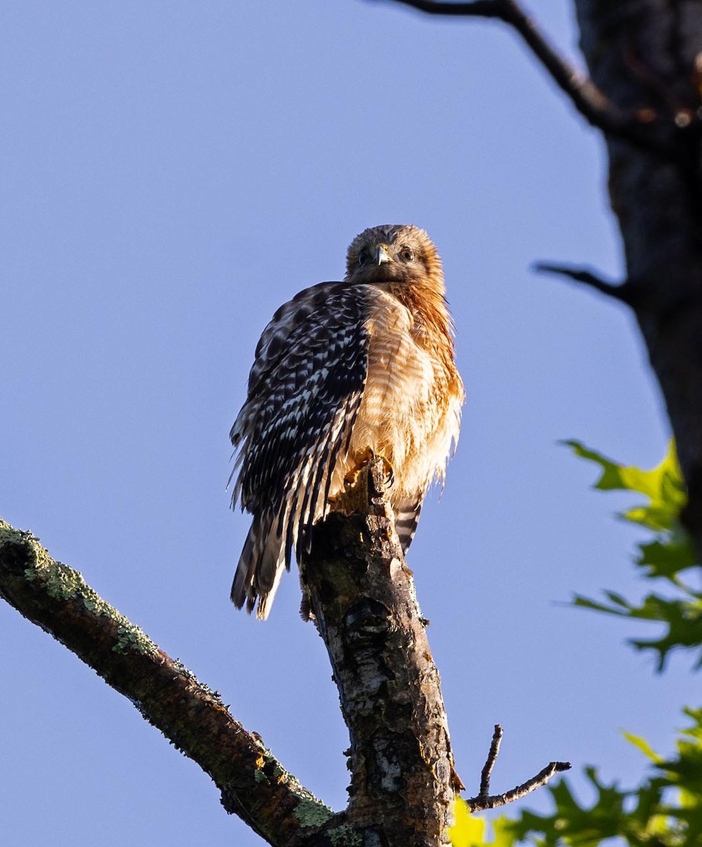 Red-shouldered Hawk - Janis Stone