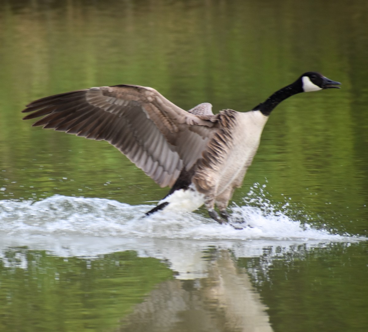 Canada Goose - Jesse Edwards