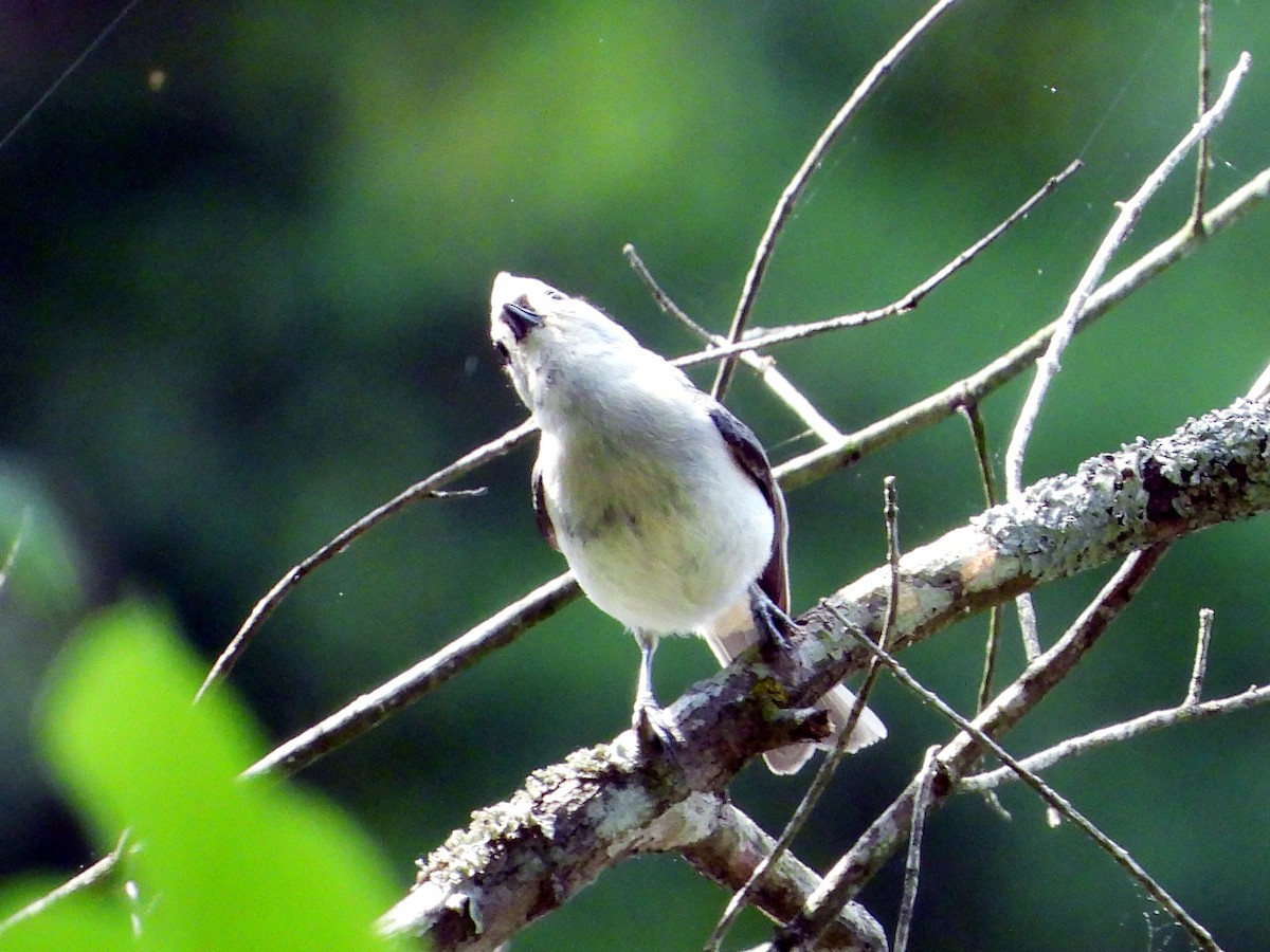 Tufted Titmouse - Roy Cochrun