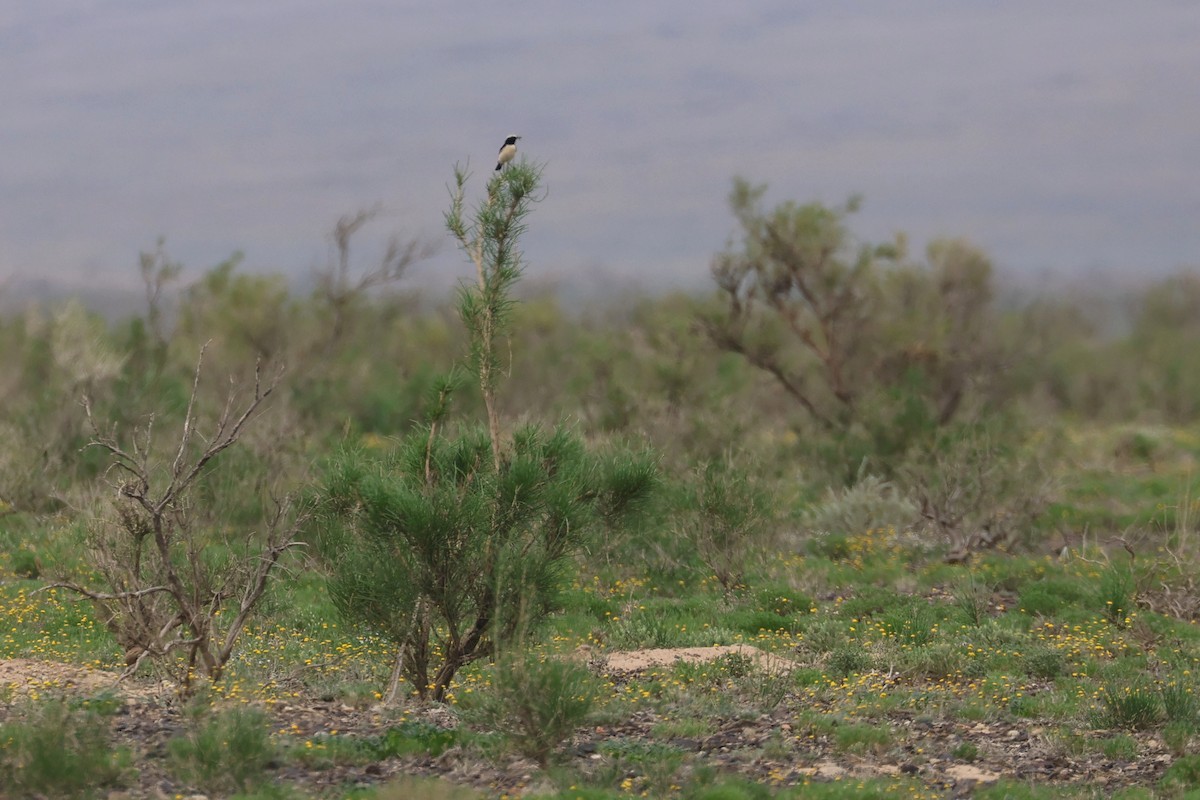 Desert Wheatear - Charley Hesse TROPICAL BIRDING