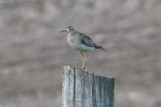 Upland Sandpiper - ML618962085