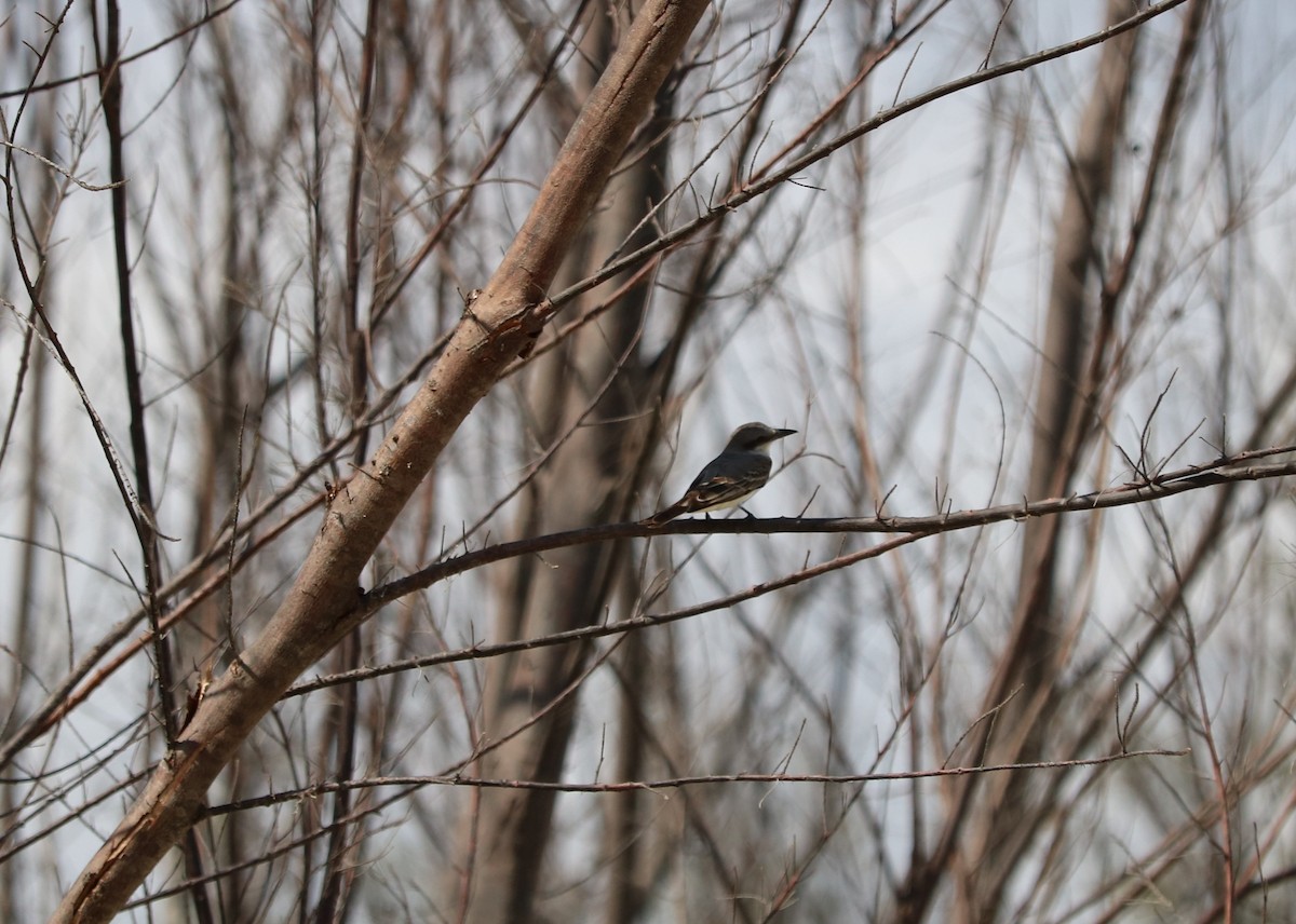 Gray Kingbird - Liz  Leslie Brace