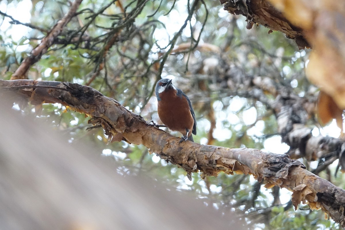 Giant Conebill - Daniel Pacheco Osorio