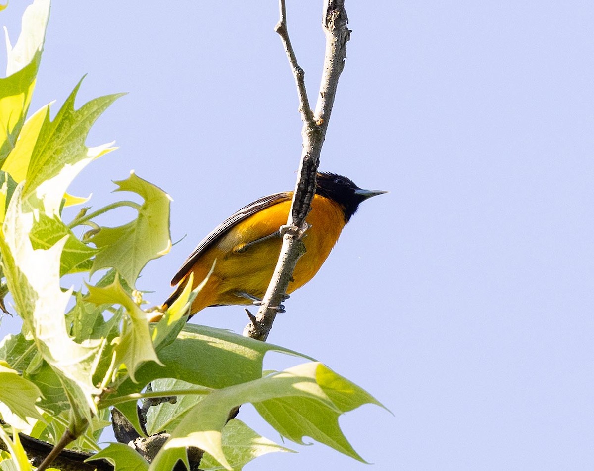 Baltimore Oriole - Janis Stone