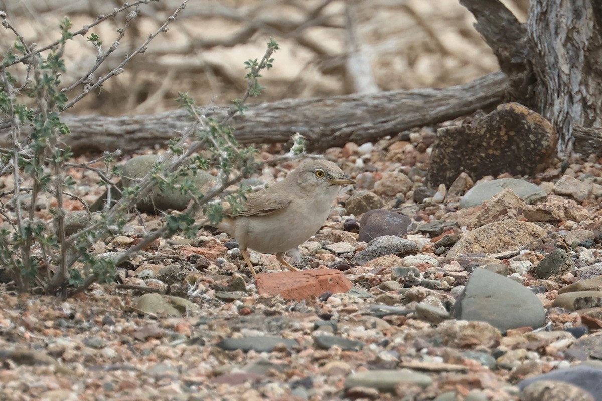 Asian Desert Warbler - Charley Hesse TROPICAL BIRDING