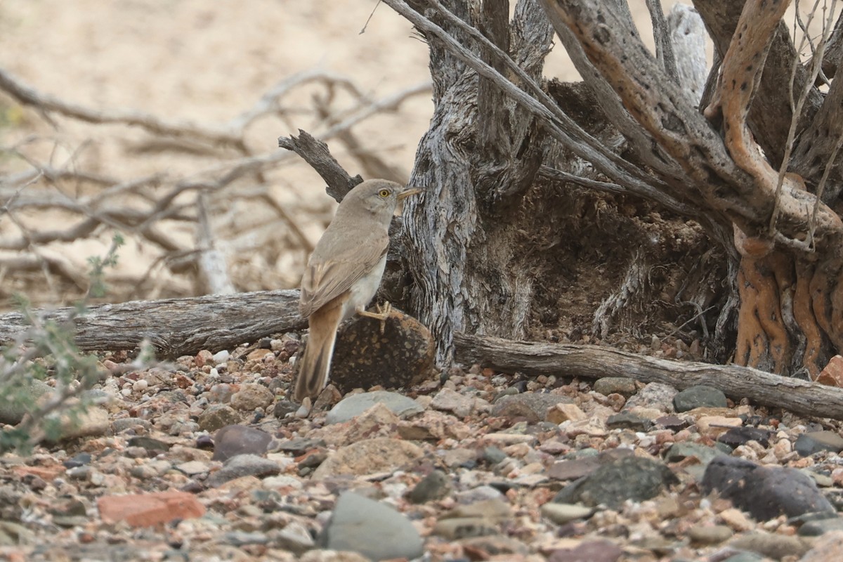 Asian Desert Warbler - Charley Hesse TROPICAL BIRDING