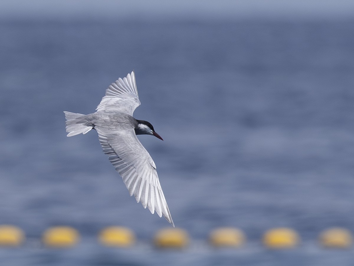 Whiskered Tern - ML618962147