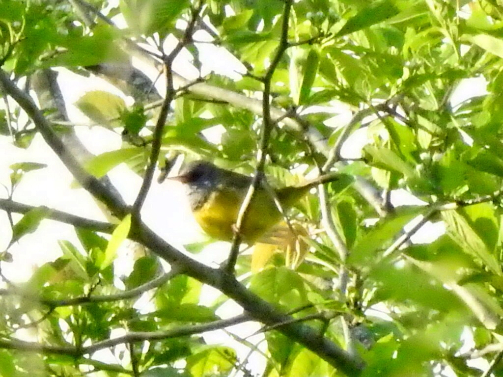 Mourning Warbler - Jeff Goff