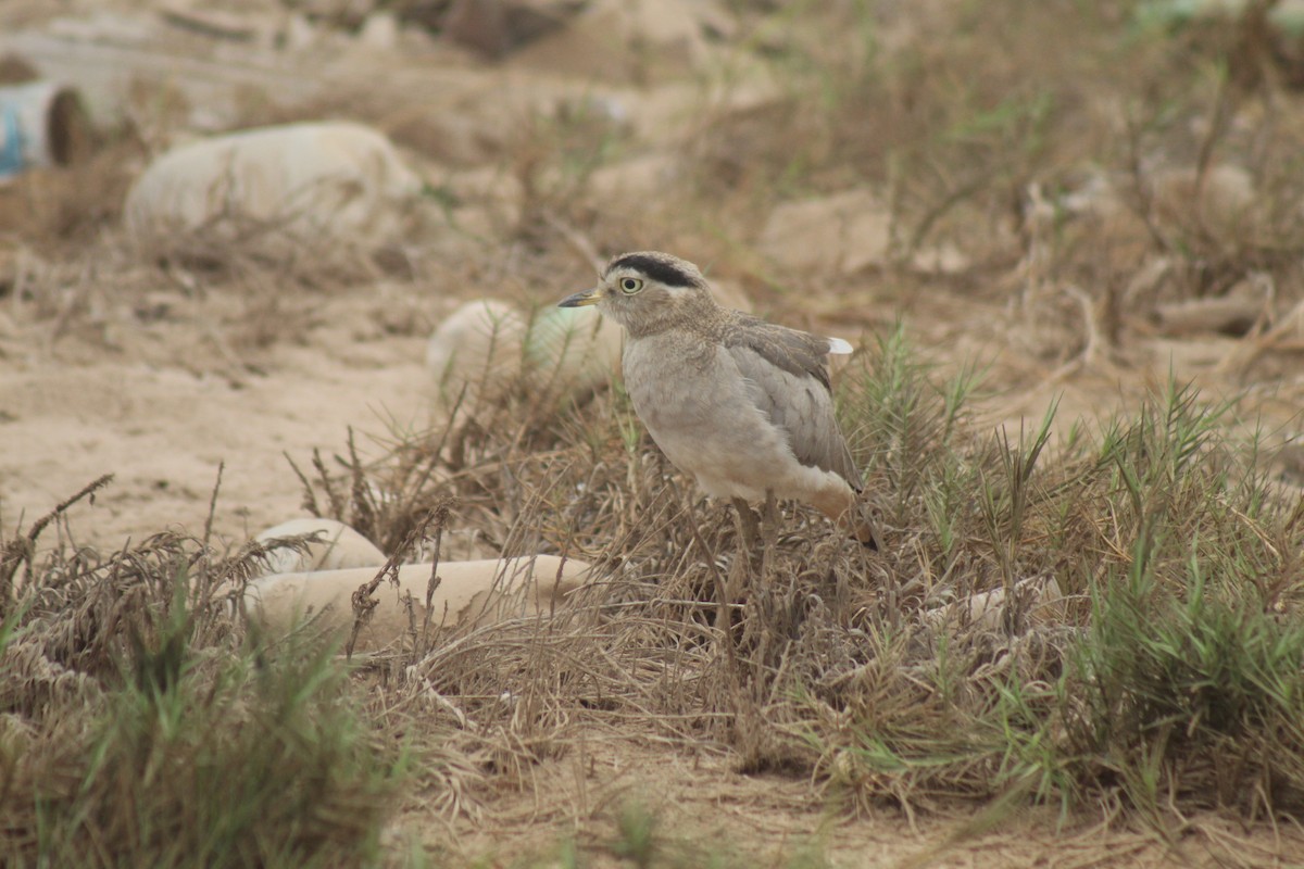 Peruvian Thick-knee - Rosario Guardiola