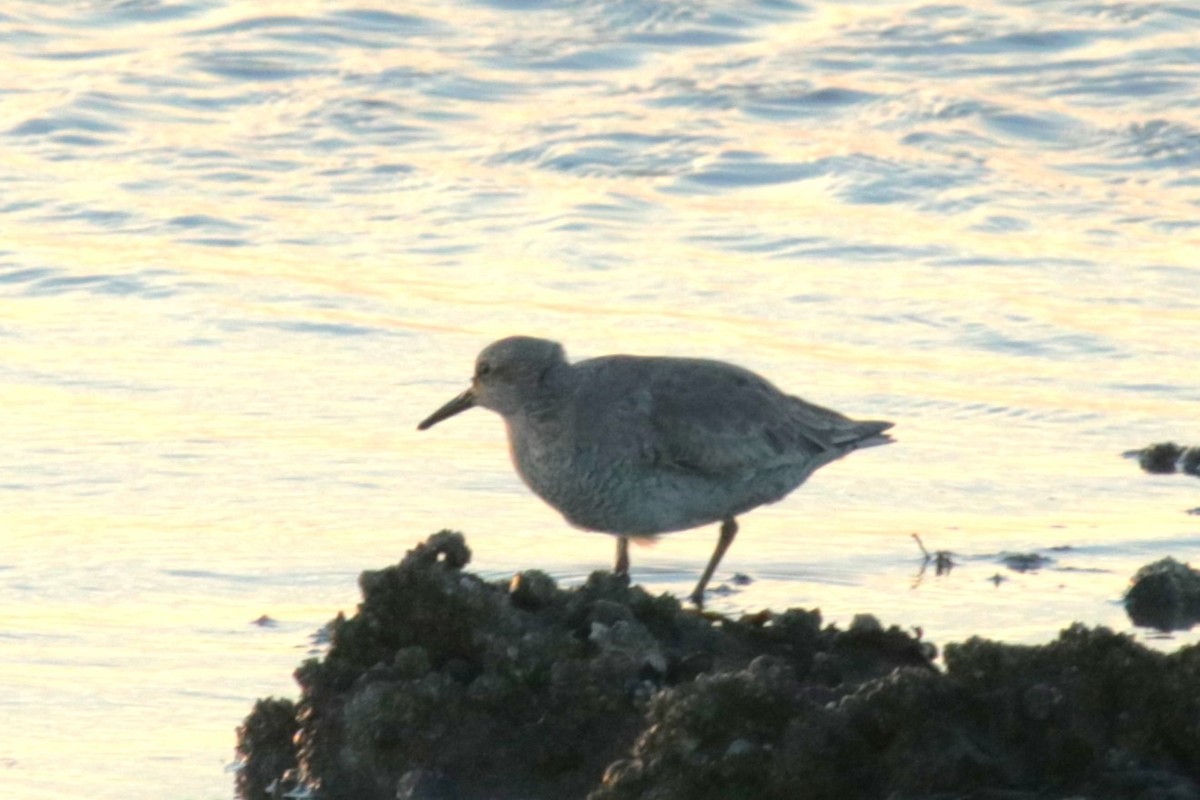 Red Knot - Jan Roedolf