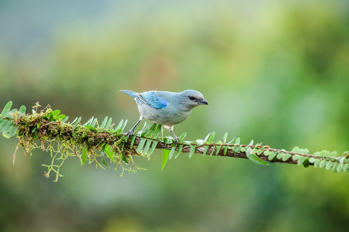 Azure-shouldered Tanager - Guto Magalhães