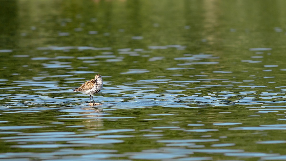 Dunlin - Todd Kiraly