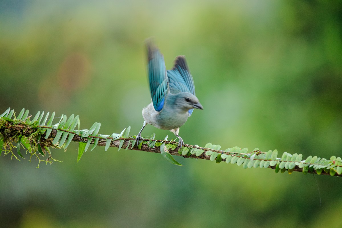 Azure-shouldered Tanager - Guto Magalhães