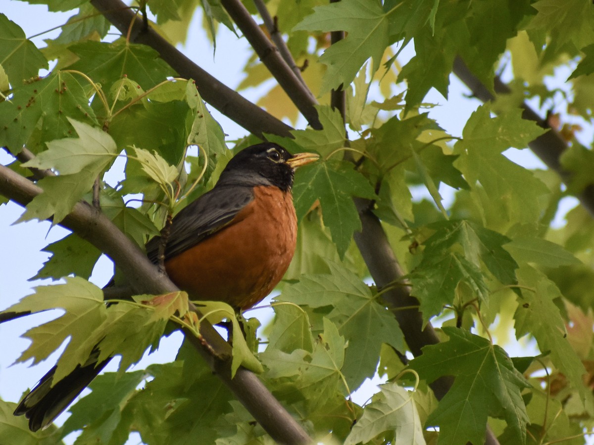 American Robin - Jesse Edwards