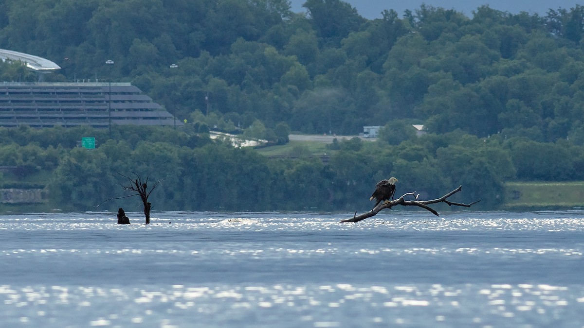 Bald Eagle - Todd Kiraly