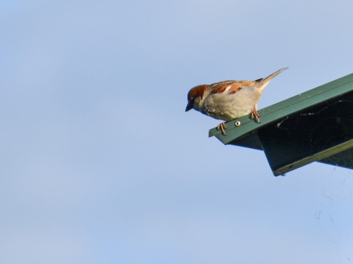 House Sparrow - Jesse Edwards