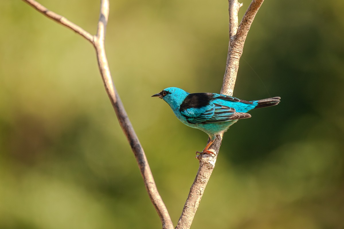 Blue Dacnis - Guto Magalhães