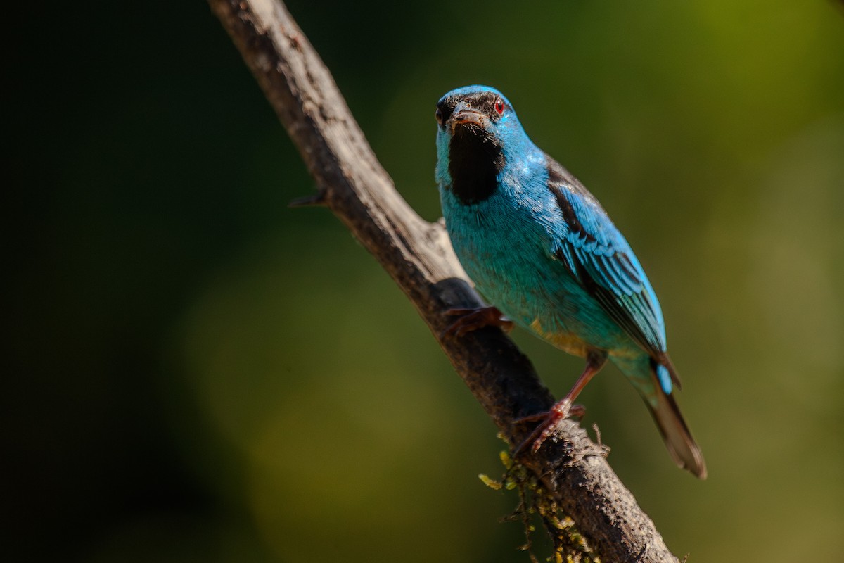 Blue Dacnis - Guto Magalhães