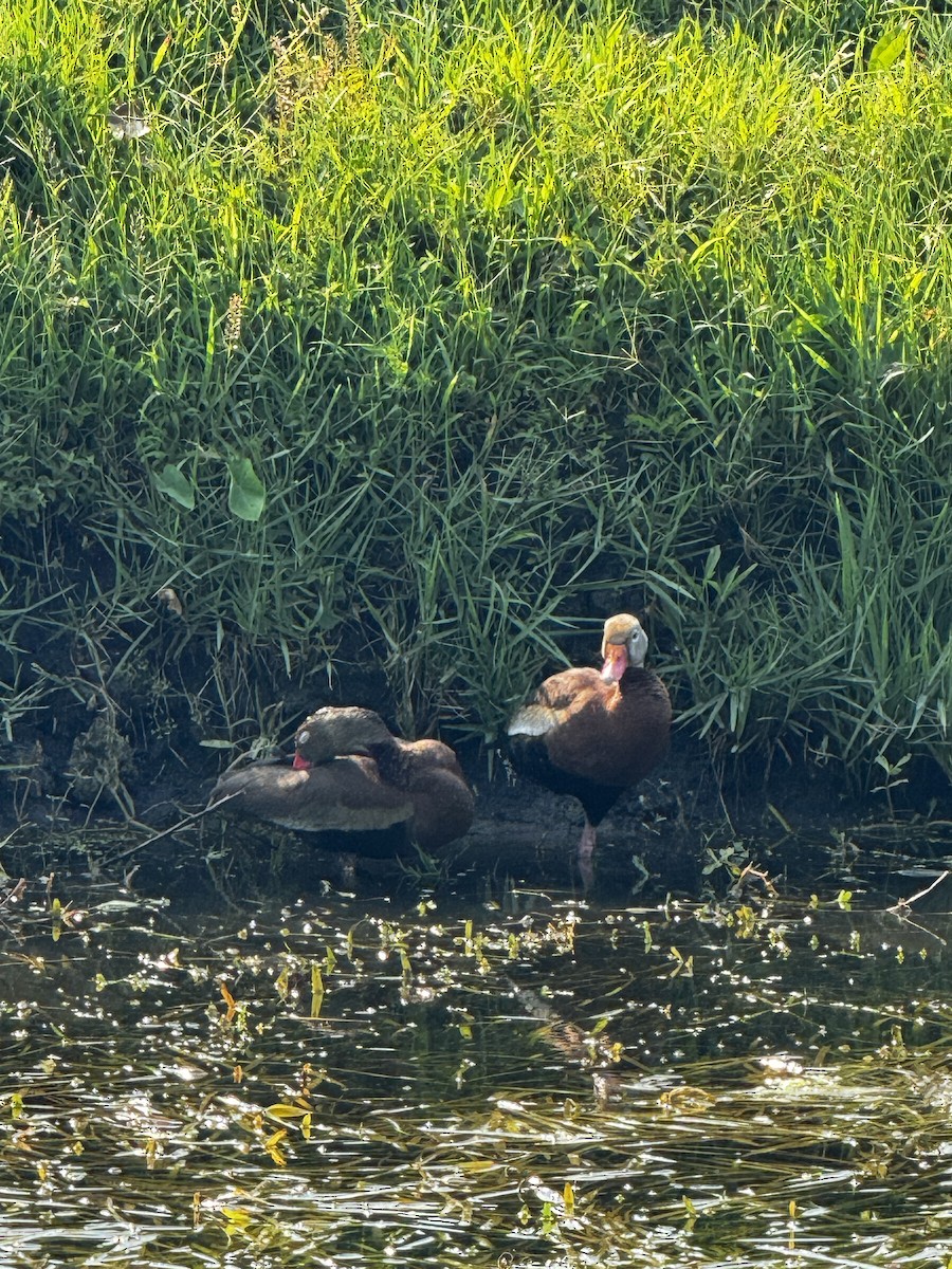 Dendrocygne à ventre noir - ML618962264