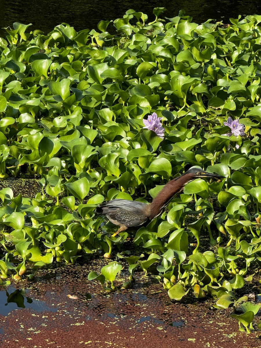 Green Heron - ML618962314