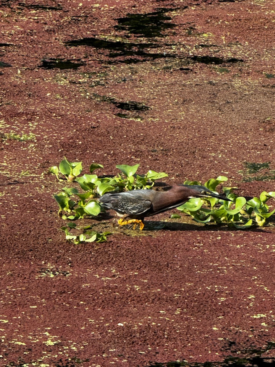 Green Heron - ML618962319