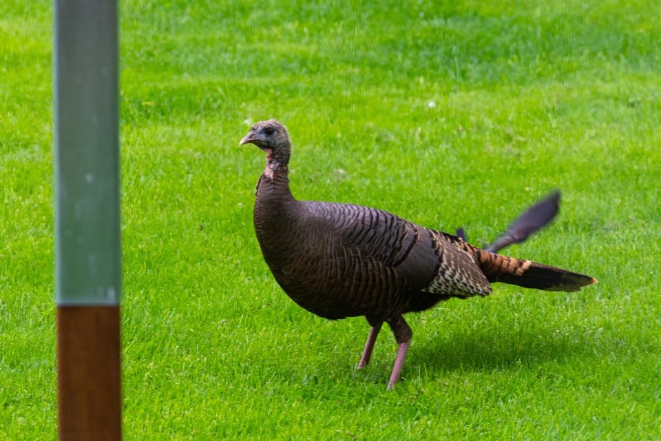 Wild Turkey - ML618962328