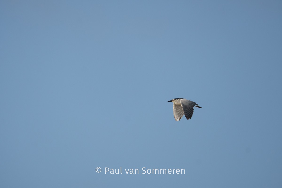 Black-crowned Night Heron - Paul van Sommeren