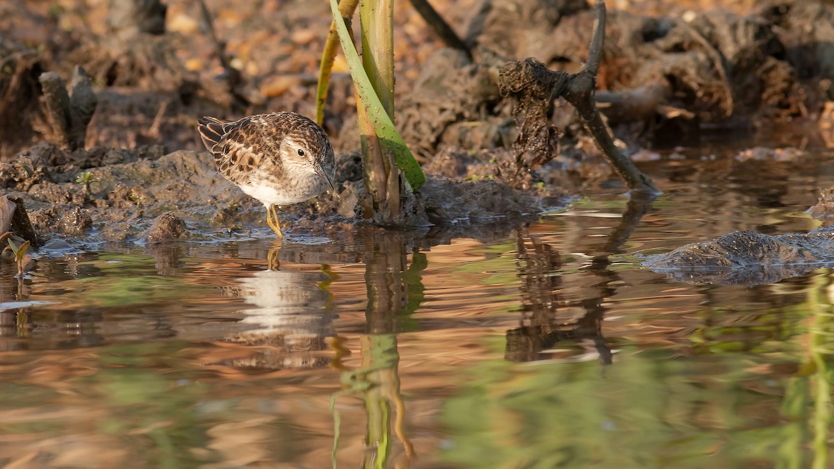 Least Sandpiper - Todd Kiraly