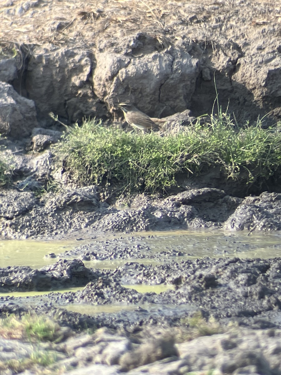 Bluethroat - ML618962371