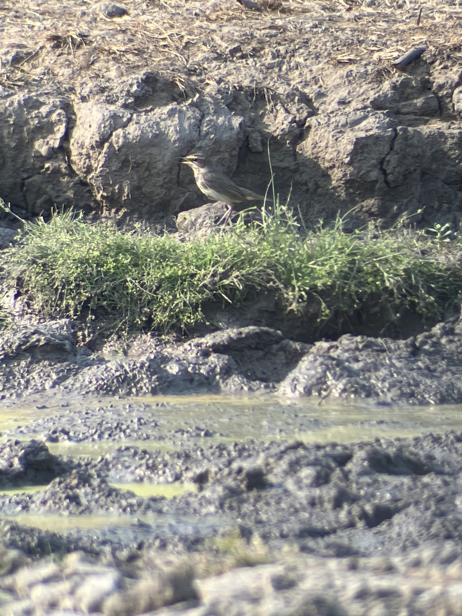 Bluethroat - ML618962372