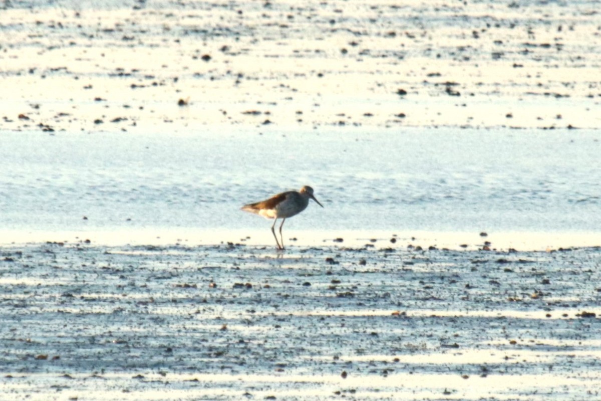 Common Greenshank - Jan Roedolf