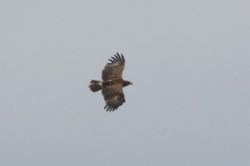 Steppe Eagle - Charley Hesse TROPICAL BIRDING