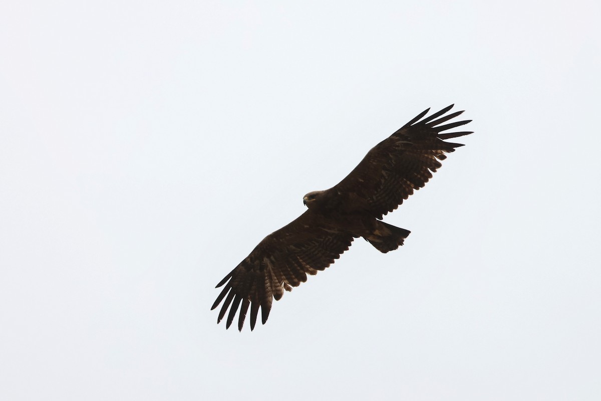 Steppe Eagle - Charley Hesse TROPICAL BIRDING