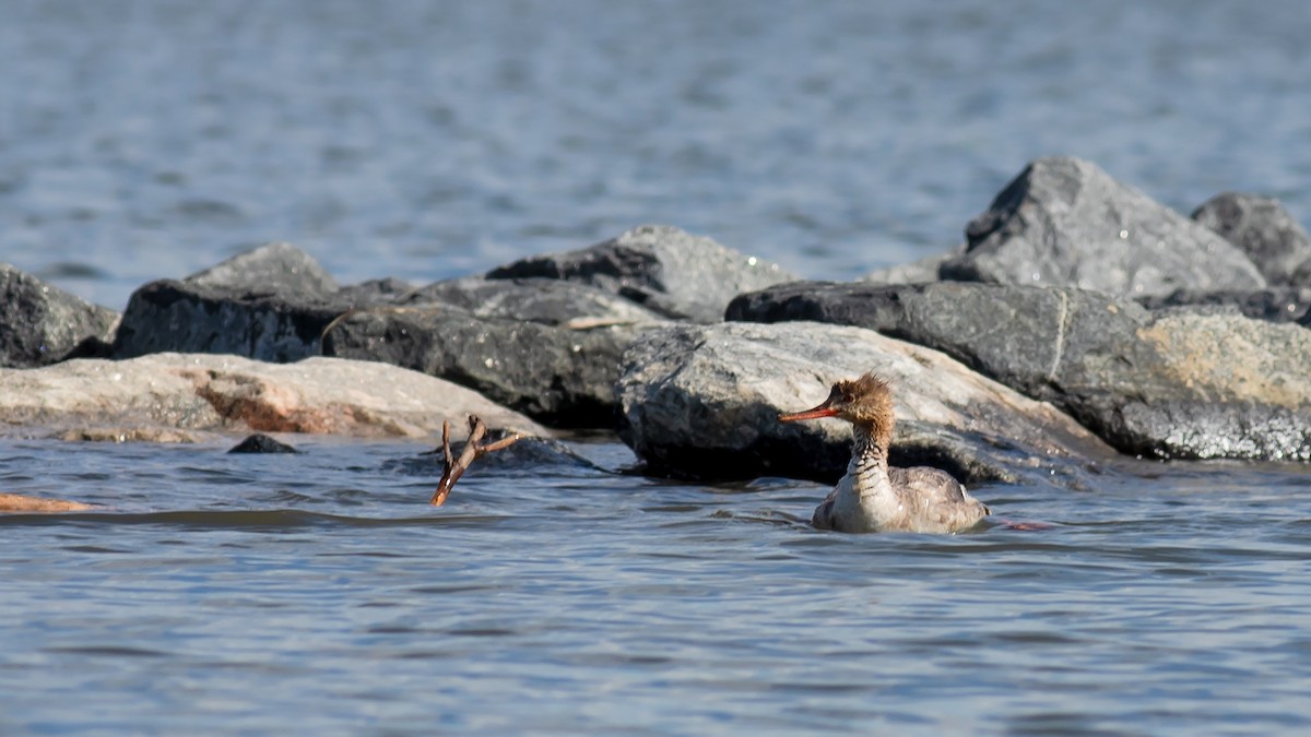 Red-breasted Merganser - ML618962438