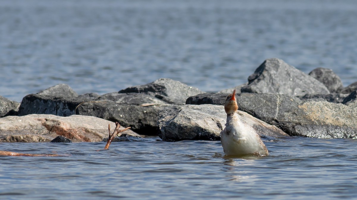 Red-breasted Merganser - ML618962440