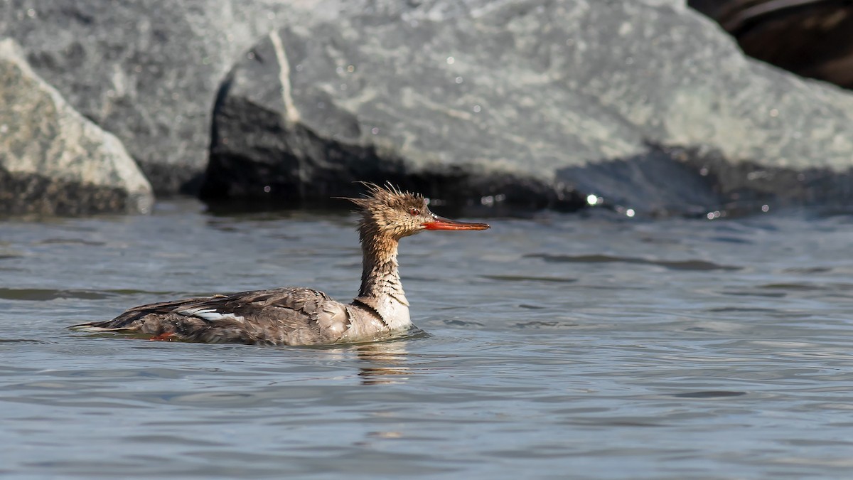 Red-breasted Merganser - ML618962442