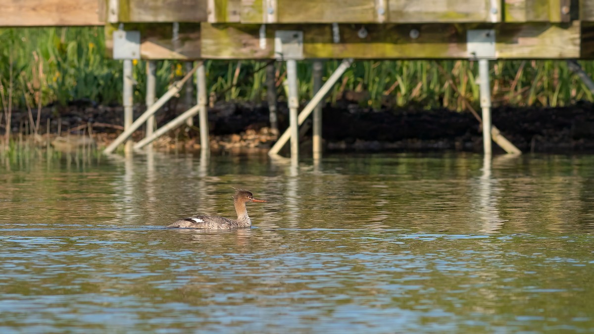 Red-breasted Merganser - ML618962446