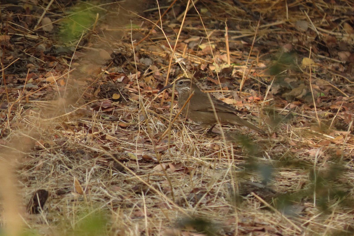 Patagonian Forest Earthcreeper - ML618962458