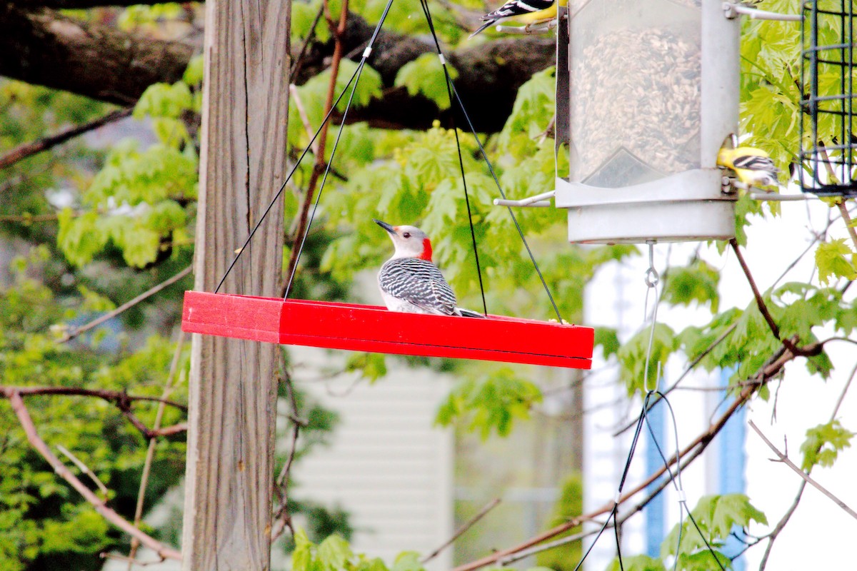 Red-bellied Woodpecker - ML618962482