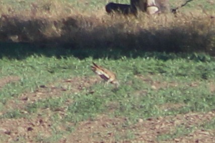 Great Bustard - Miguel Appleton