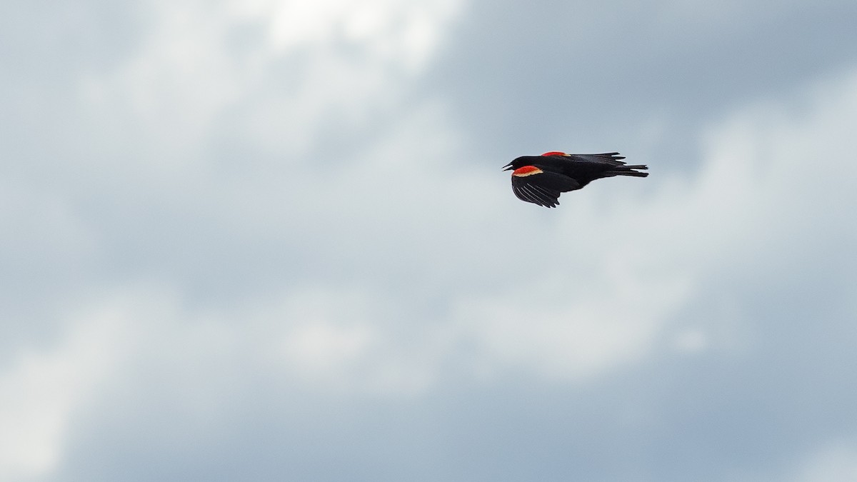 Red-winged Blackbird - Todd Kiraly