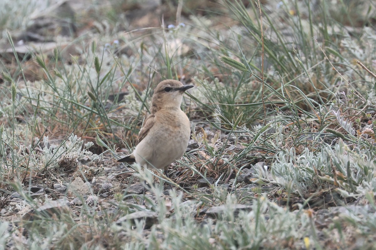 Isabelline Wheatear - Charley Hesse TROPICAL BIRDING