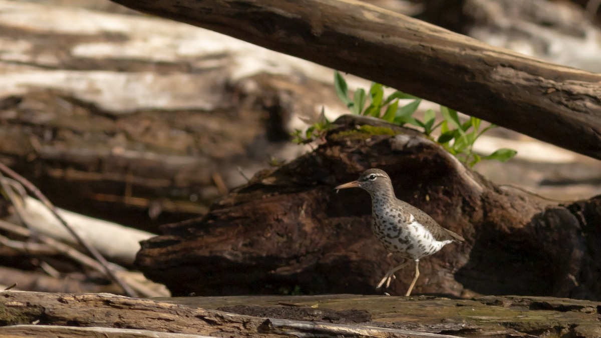 Spotted Sandpiper - Todd Kiraly